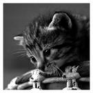 tro mignon