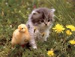 chaton canarie