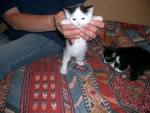 mignon nn
